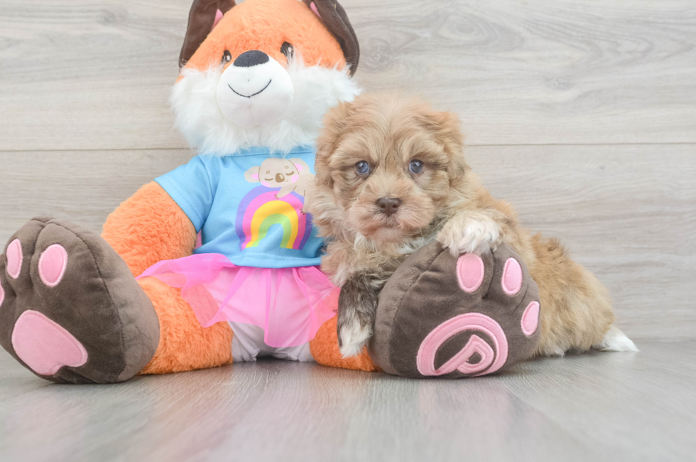 5 week old Havapoo Puppy For Sale - Simply Southern Pups