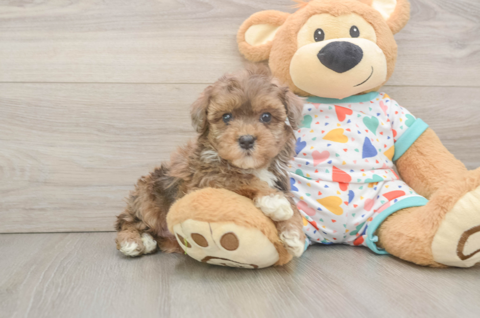 6 week old Havapoo Puppy For Sale - Simply Southern Pups
