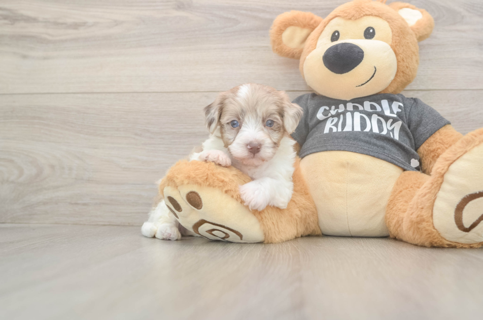 5 week old Havapoo Puppy For Sale - Simply Southern Pups
