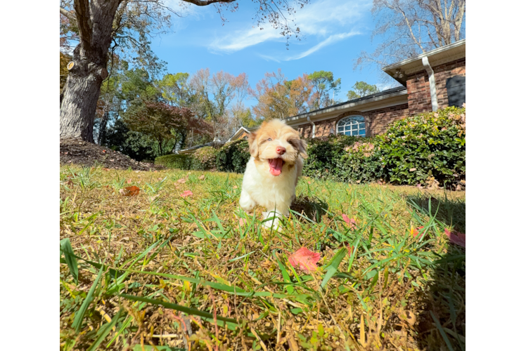 Cute Havapoo Poodle Mix Pup