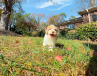 9 week old Havapoo Puppy For Sale - Simply Southern Pups