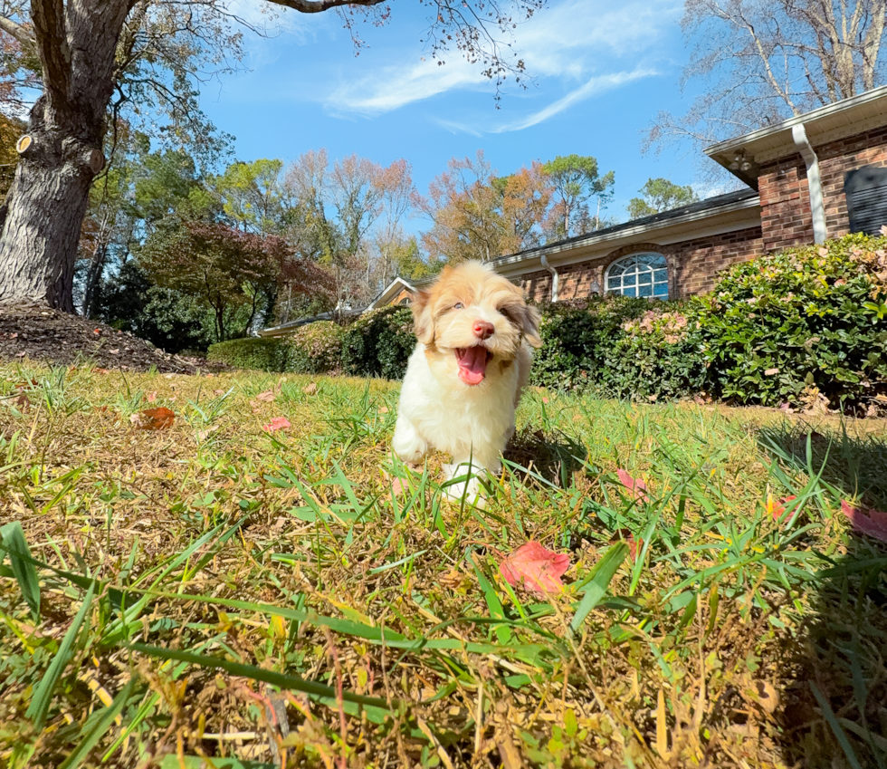 Cute Havapoo Poodle Mix Pup
