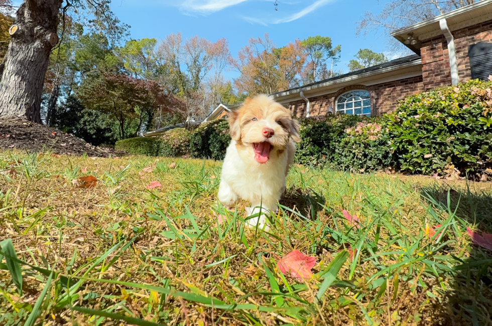 9 week old Havapoo Puppy For Sale - Simply Southern Pups