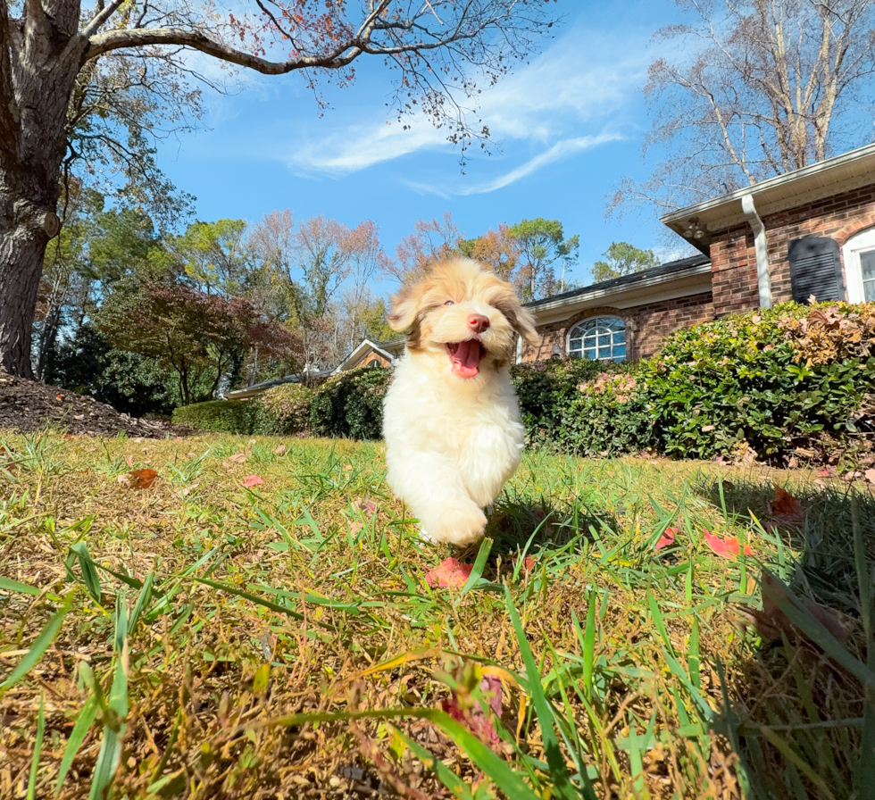 Cute Havapoo Poodle Mix Pup