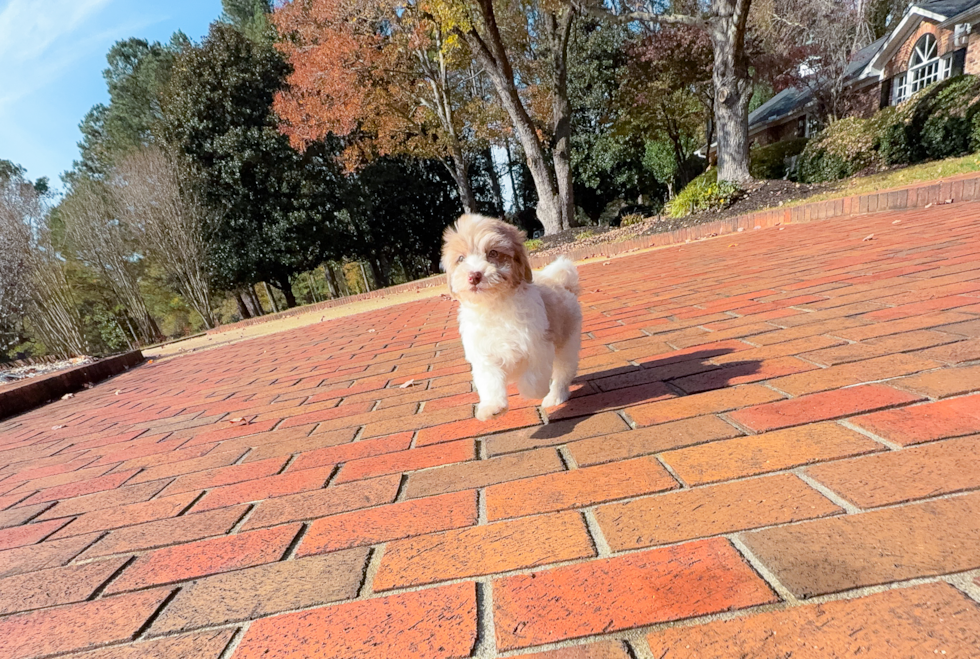 Havapoo Puppy for Adoption