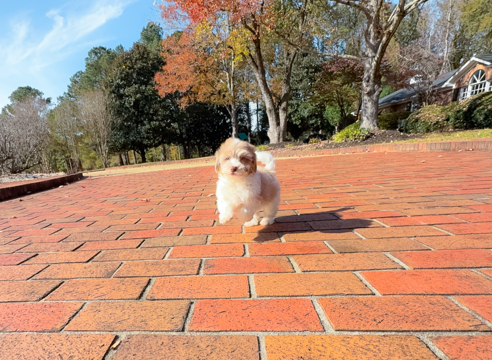 Cute Havapoo Poodle Mix Pup