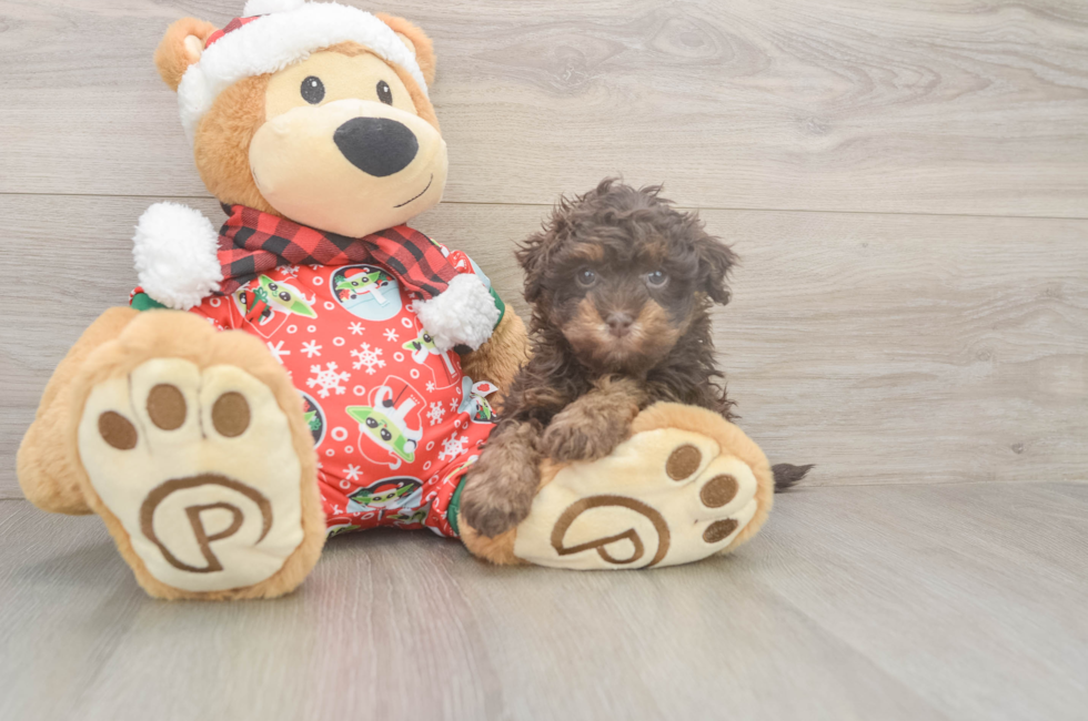 5 week old Havapoo Puppy For Sale - Simply Southern Pups