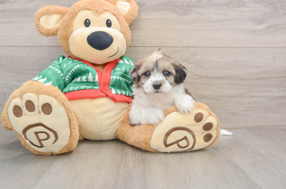 5 week old Havapoo Puppy For Sale - Simply Southern Pups