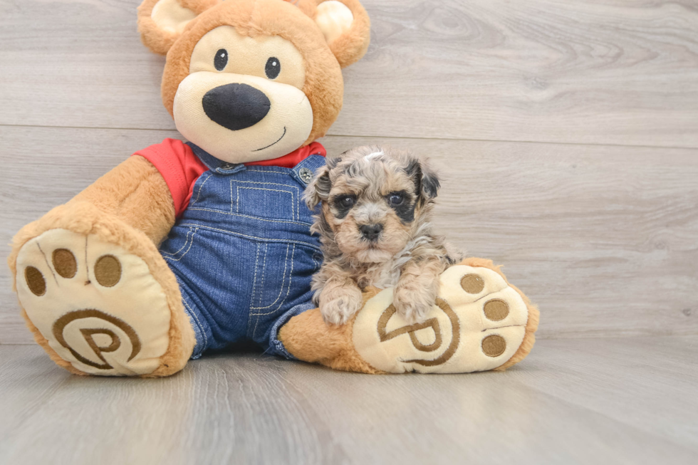 Havapoo Pup Being Cute