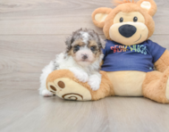 7 week old Havapoo Puppy For Sale - Simply Southern Pups