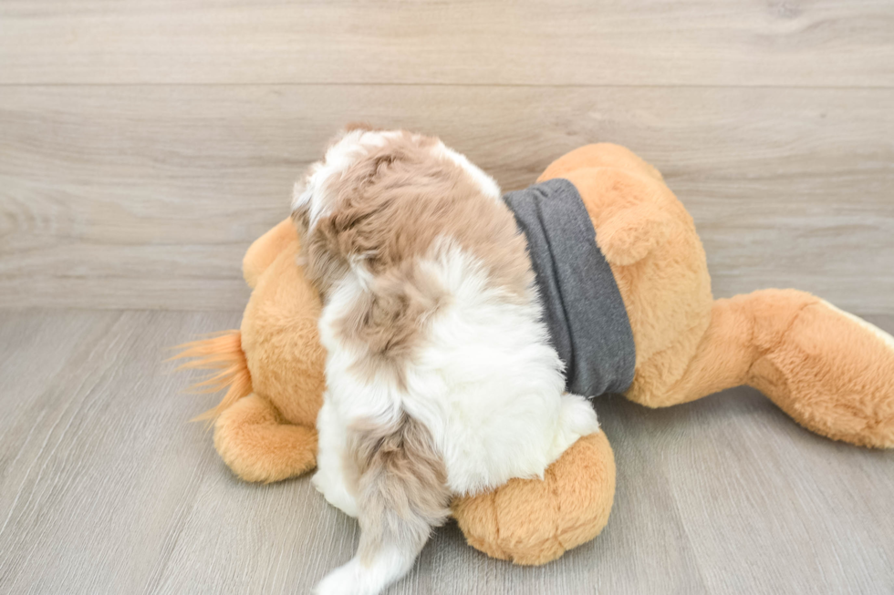 Havapoo Puppy for Adoption