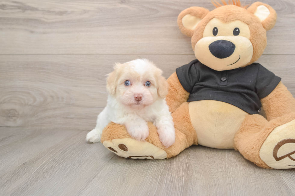 Energetic Havadoodle Poodle Mix Puppy