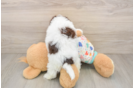 Funny Havapoo Poodle Mix Pup