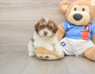 5 week old Havapoo Puppy For Sale - Simply Southern Pups