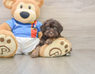 5 week old Havapoo Puppy For Sale - Simply Southern Pups