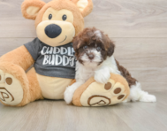 8 week old Havapoo Puppy For Sale - Simply Southern Pups