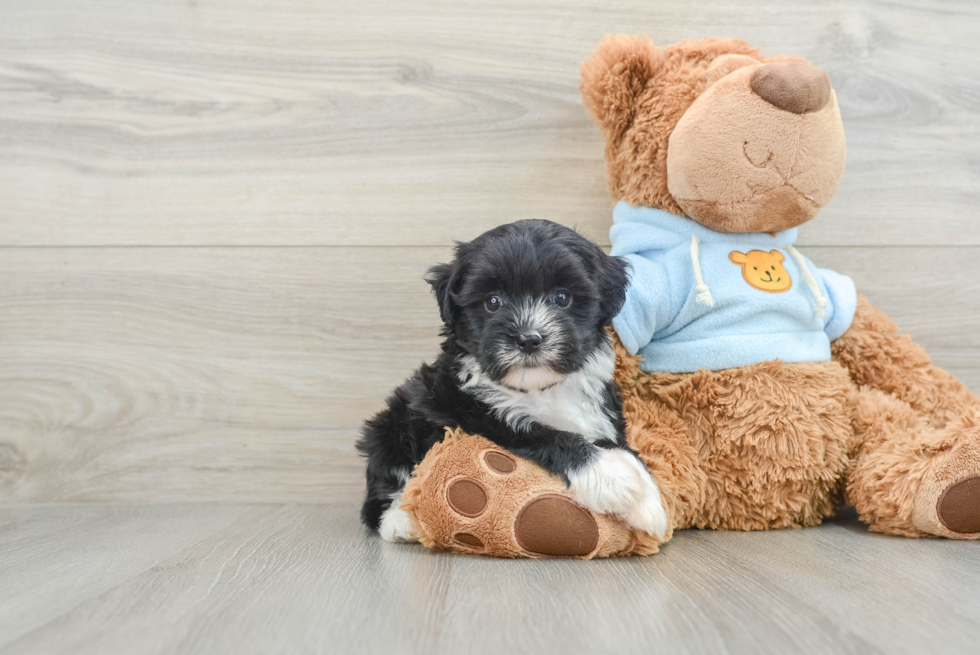 Adorable Havadoodle Poodle Mix Puppy