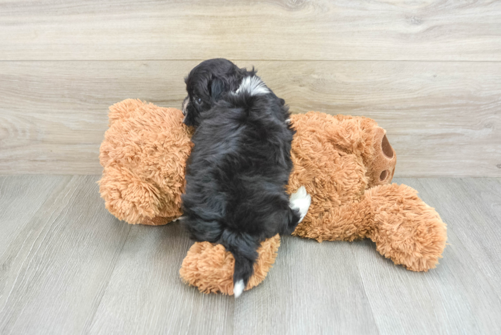 Smart Havapoo Poodle Mix Pup