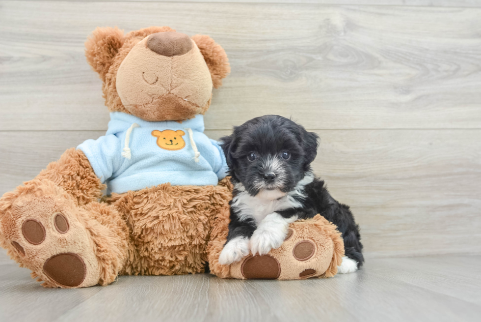 Cute Havapoo Baby