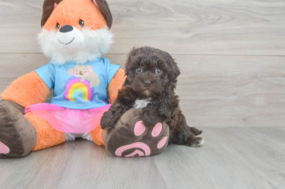 5 week old Havapoo Puppy For Sale - Simply Southern Pups