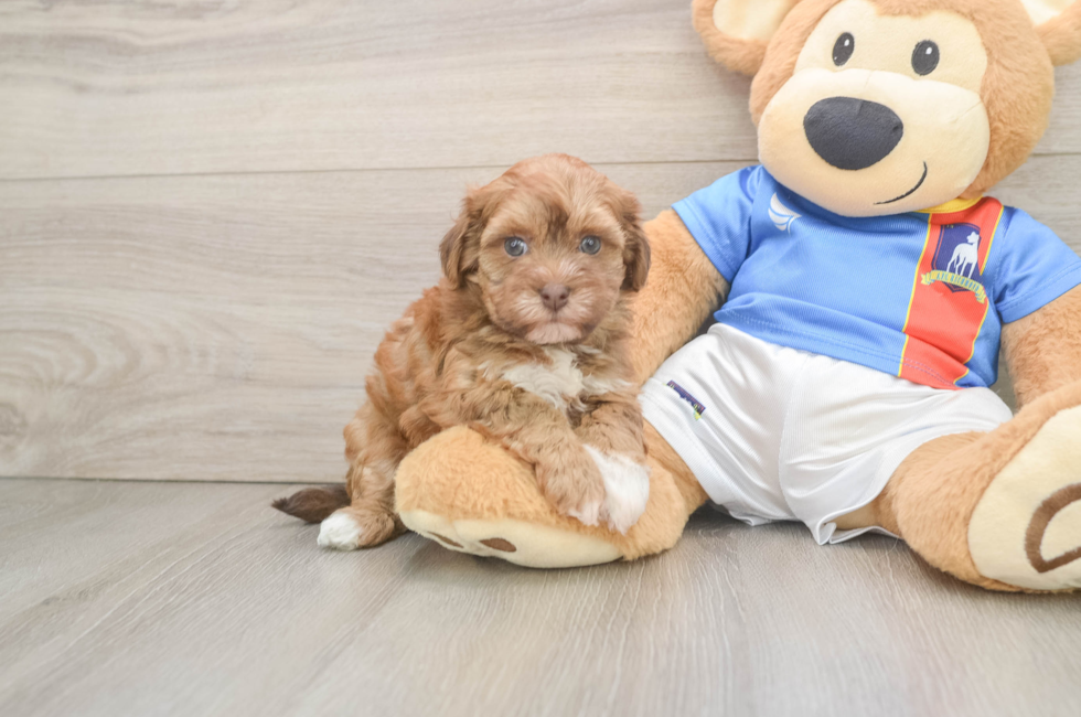 6 week old Havapoo Puppy For Sale - Simply Southern Pups