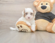 7 week old Havapoo Puppy For Sale - Simply Southern Pups