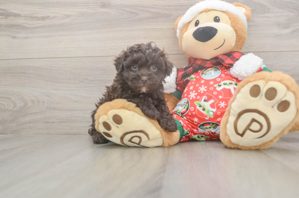 5 week old Havapoo Puppy For Sale - Simply Southern Pups