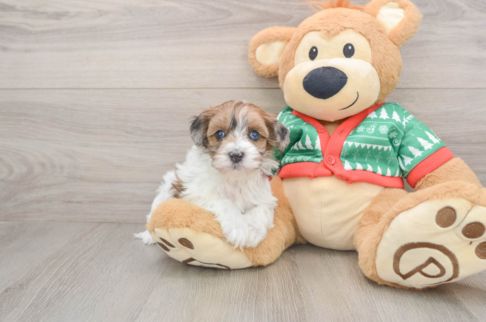 5 week old Havapoo Puppy For Sale - Simply Southern Pups