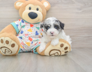 7 week old Havapoo Puppy For Sale - Simply Southern Pups