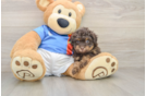 Havapoo Pup Being Cute