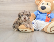 5 week old Havapoo Puppy For Sale - Simply Southern Pups