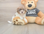 8 week old Havapoo Puppy For Sale - Simply Southern Pups