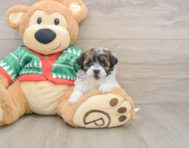 6 week old Havapoo Puppy For Sale - Simply Southern Pups