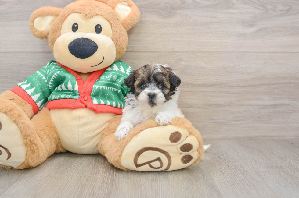 5 week old Havapoo Puppy For Sale - Simply Southern Pups
