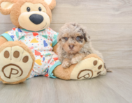 8 week old Havapoo Puppy For Sale - Simply Southern Pups