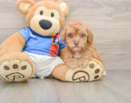 5 week old Havapoo Puppy For Sale - Simply Southern Pups