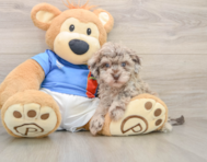 6 week old Havapoo Puppy For Sale - Simply Southern Pups