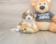 8 week old Havapoo Puppy For Sale - Simply Southern Pups
