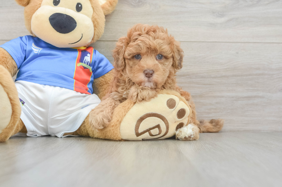 5 week old Havapoo Puppy For Sale - Simply Southern Pups