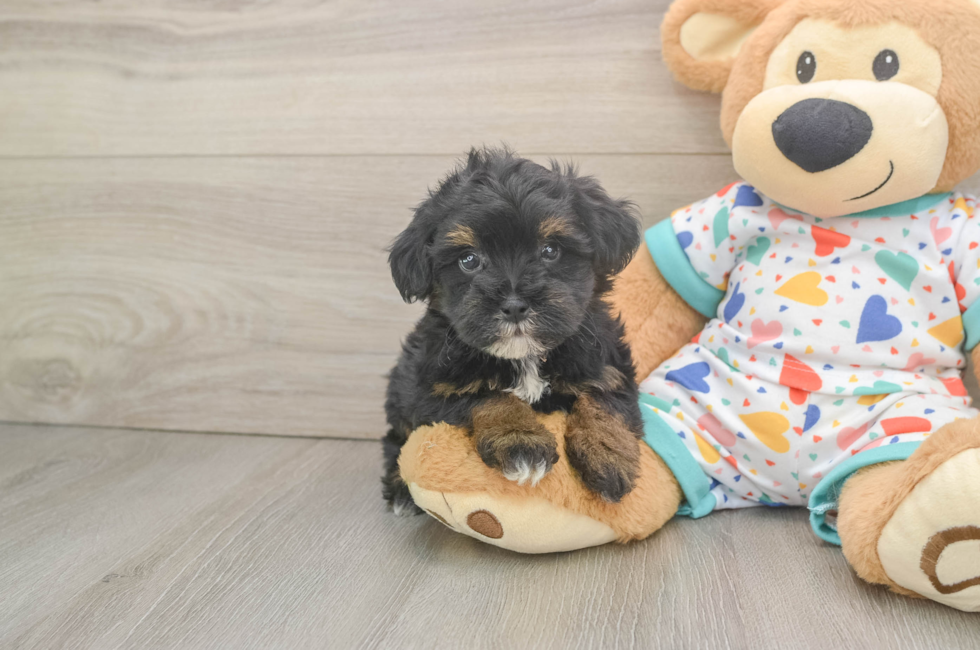 6 week old Havapoo Puppy For Sale - Simply Southern Pups