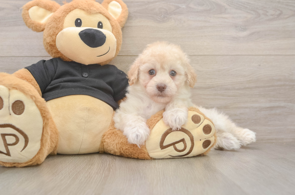 6 week old Havapoo Puppy For Sale - Simply Southern Pups