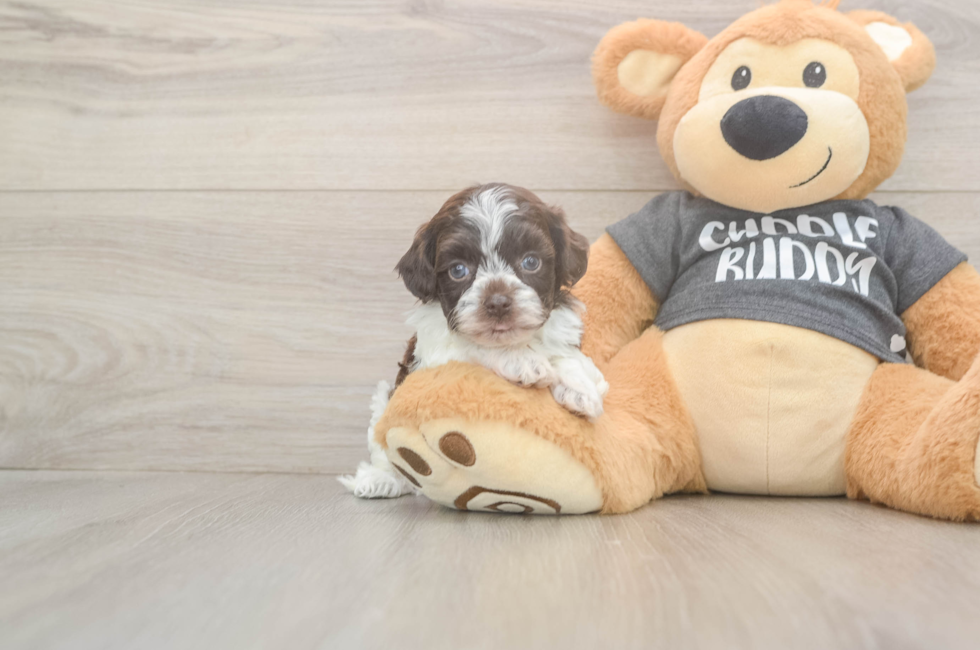 5 week old Havapoo Puppy For Sale - Simply Southern Pups