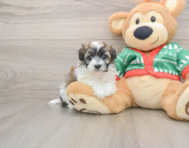 6 week old Havapoo Puppy For Sale - Simply Southern Pups