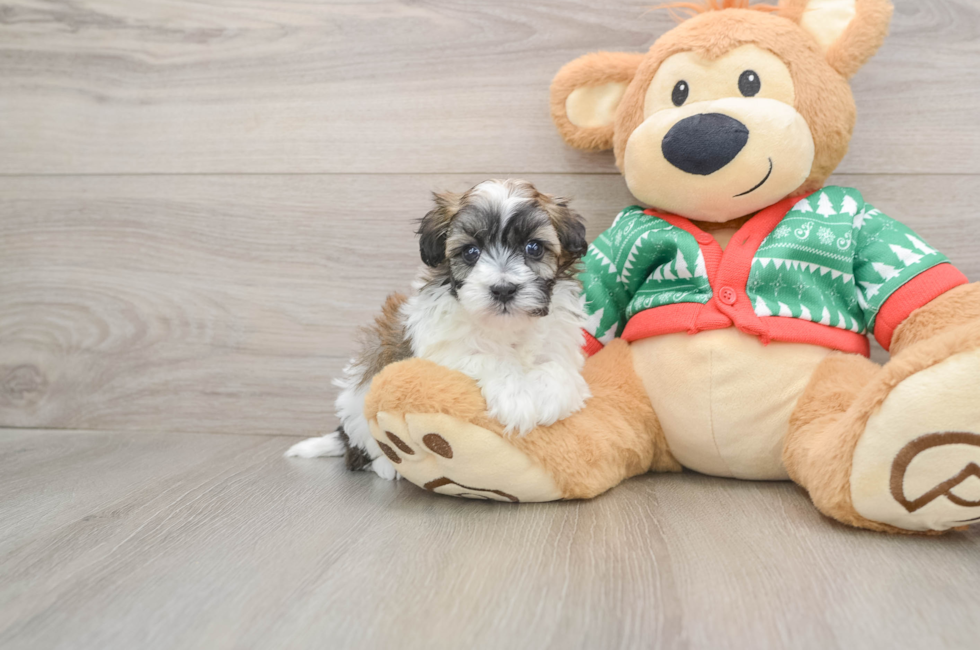 5 week old Havapoo Puppy For Sale - Simply Southern Pups