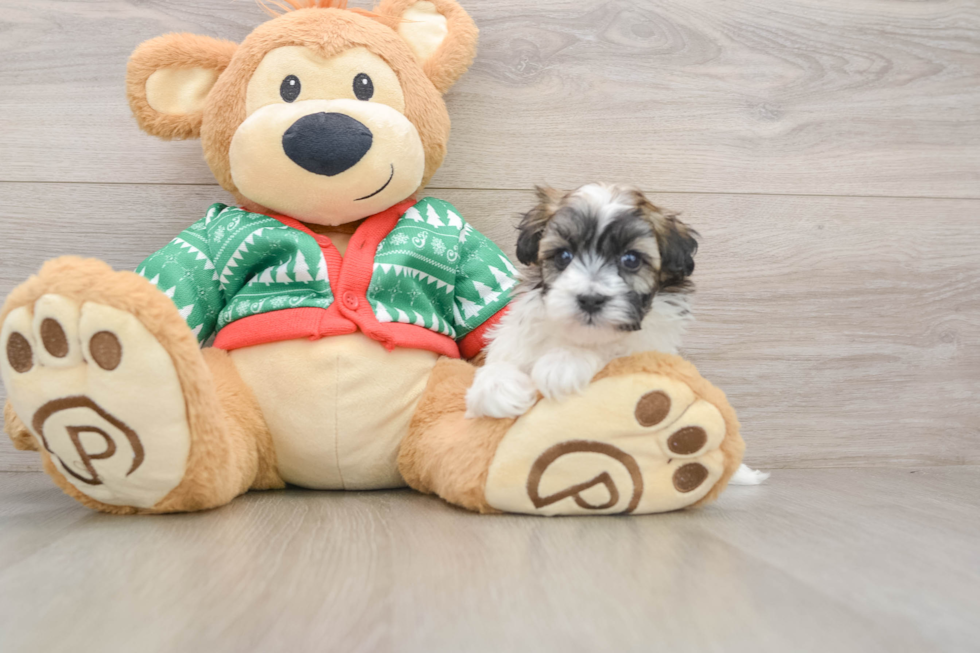 Havapoo Pup Being Cute