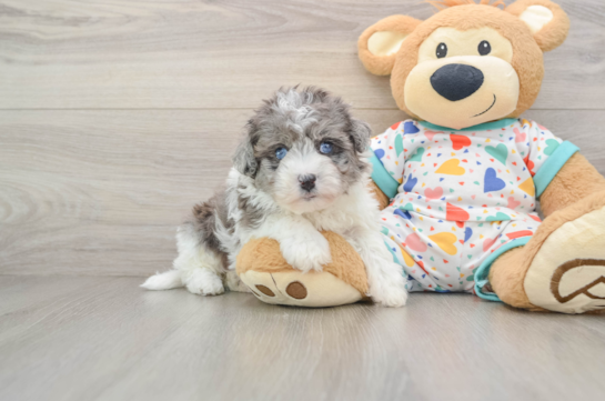 Hypoallergenic Havadoodle Poodle Mix Puppy