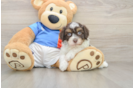 Best Havapoo Baby
