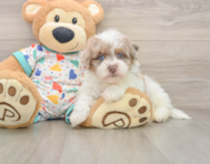8 week old Havapoo Puppy For Sale - Simply Southern Pups