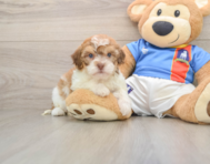 5 week old Havapoo Puppy For Sale - Simply Southern Pups