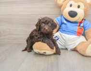 5 week old Havapoo Puppy For Sale - Simply Southern Pups